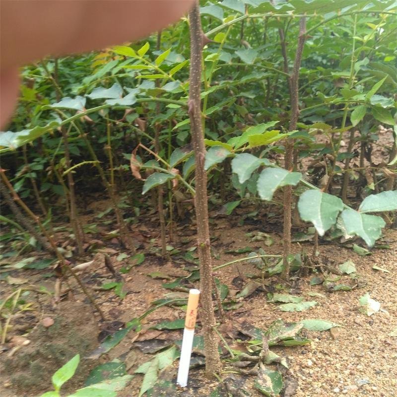 花椒苗花椒花椒树苗花椒小苗花椒树包邮！