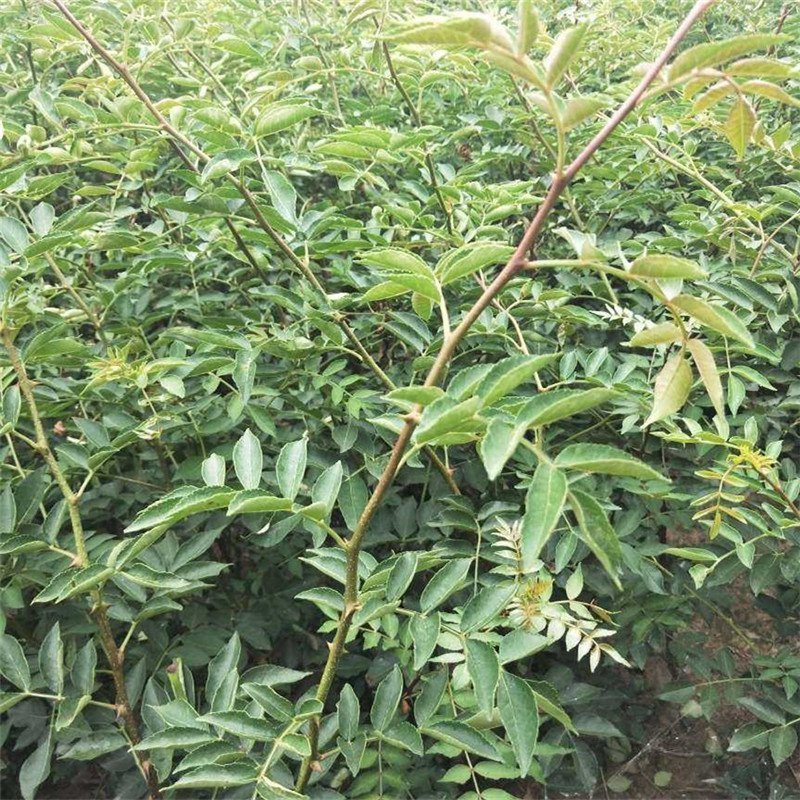 花椒苗花椒花椒树苗花椒小苗花椒树包邮！