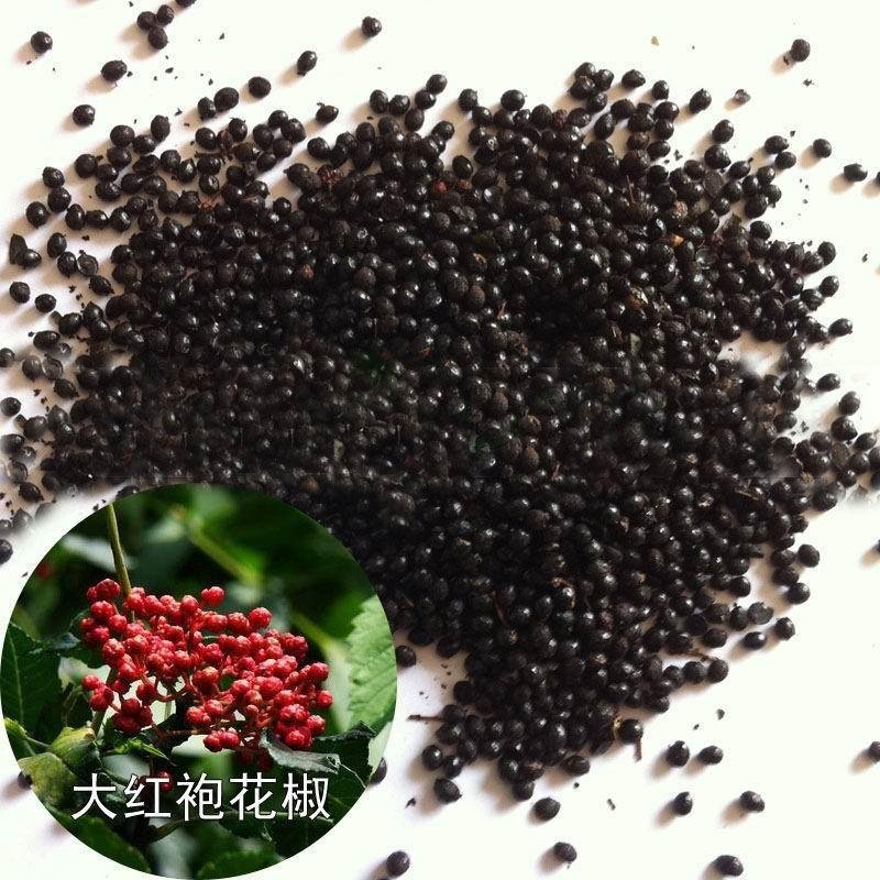 花椒树苗