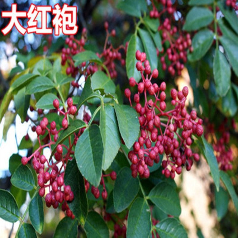 花椒树苗