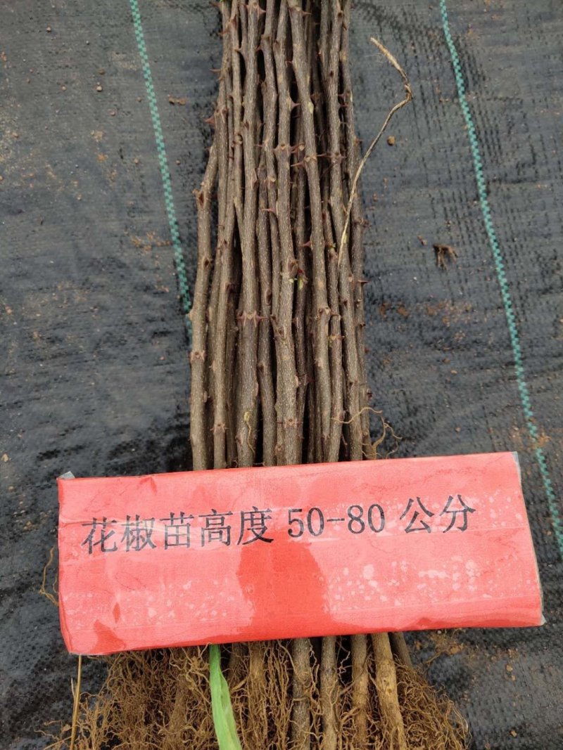 花椒树苗