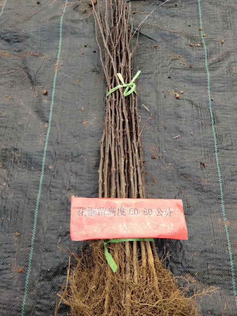 花椒树苗