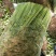 芹菜