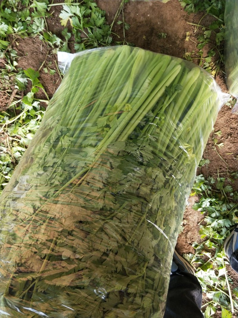 芹菜