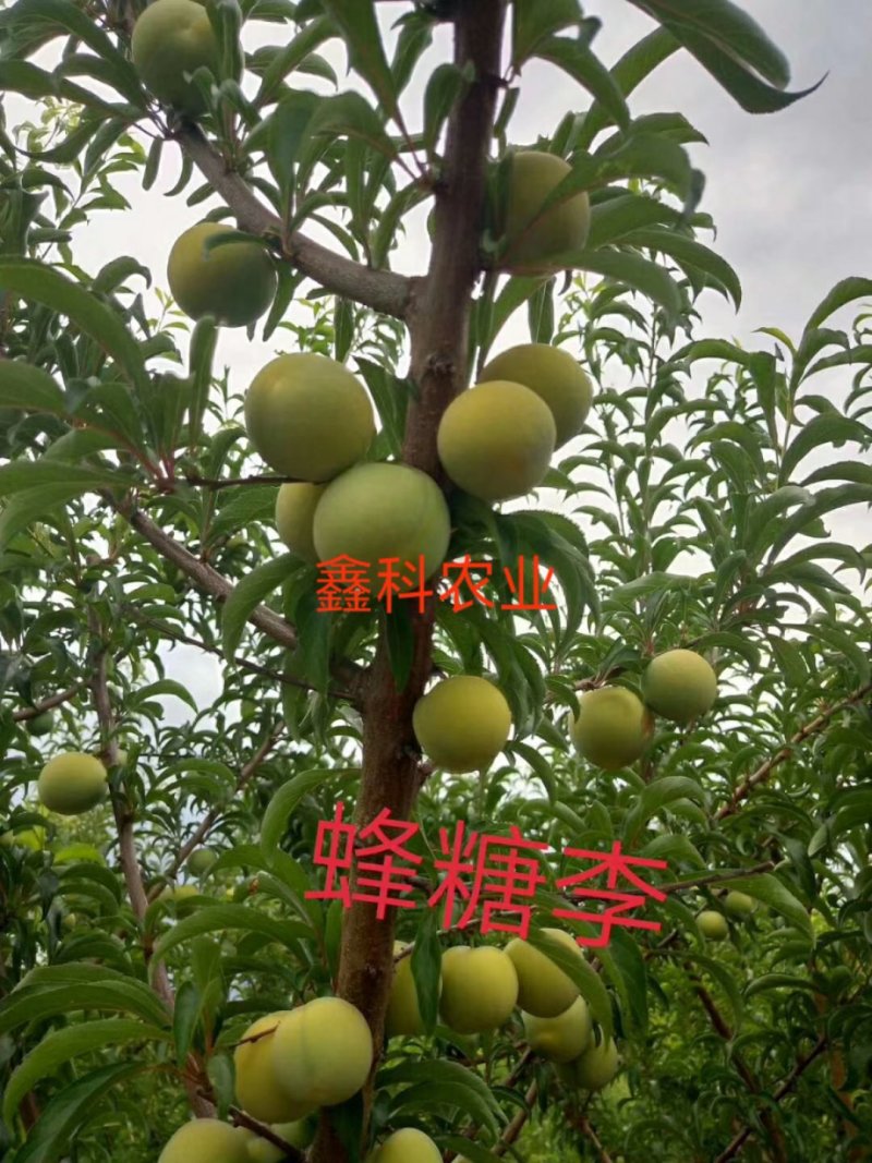 苗圃直销，李子苗，蜂糖李，5月脆，半边红，清脆李，脆红李