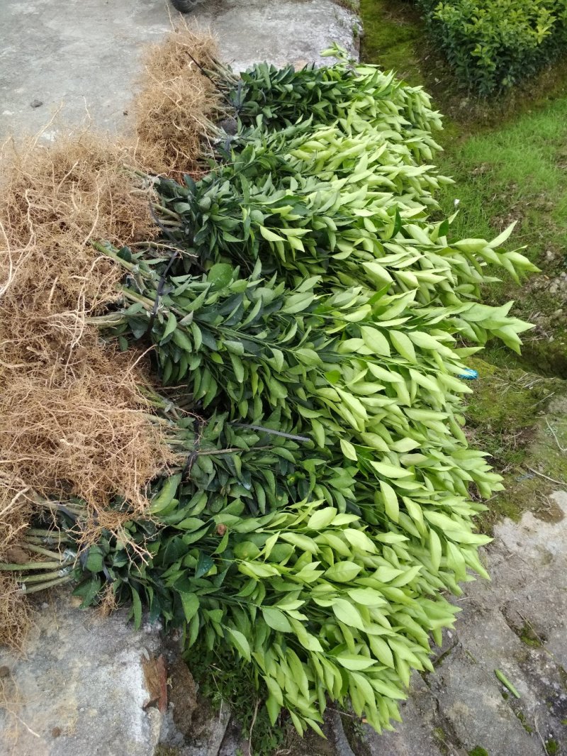 优质沃柑苗，优质苗木，高产，稳产