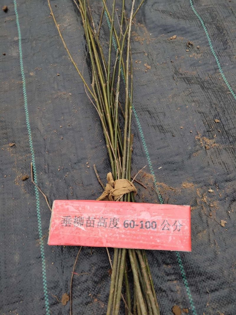 垂柳苗高度80-120公分左右可视频看货选货一亩田
