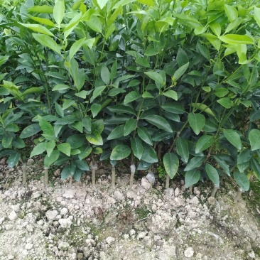 优质黄帝柑苗，优质苗木，高产，稳产