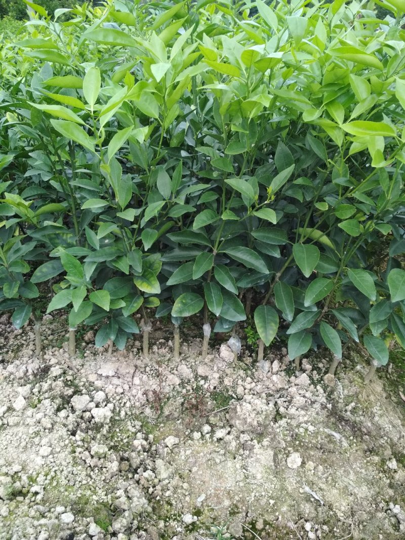 优质黄帝柑苗，优质苗木，高产，稳产