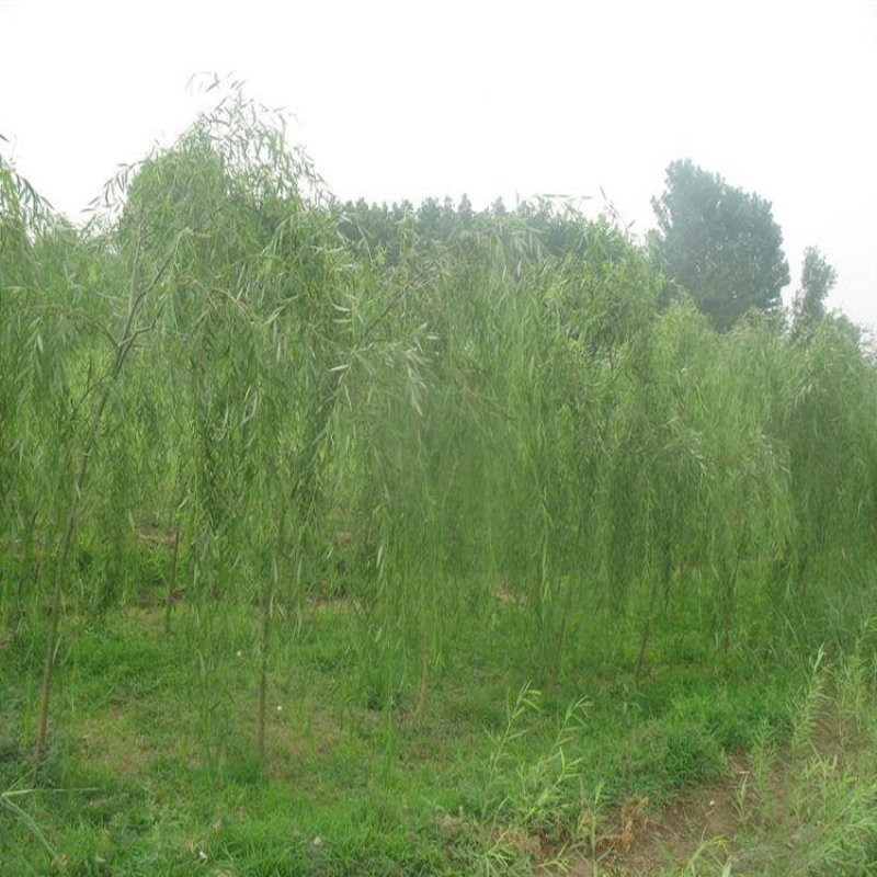 柳树垂柳可视频看货选货一亩田线上交易下单购买包邮发货
