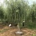 柳树段高度80-120公分包邮1.元一颗