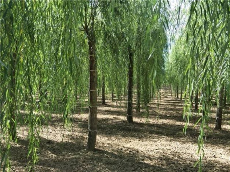 柳树芽高度80-120公分包邮1元一颗