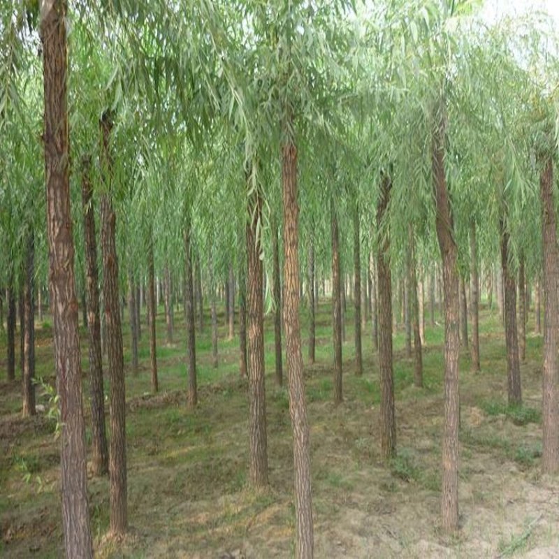 柳树芽高度80-120公分包邮1元一颗