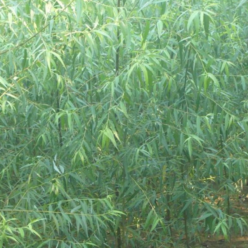 柳树芽高度80-120公分包邮1元一颗