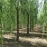 柳树种条高度80-120公分包邮1.元一颗