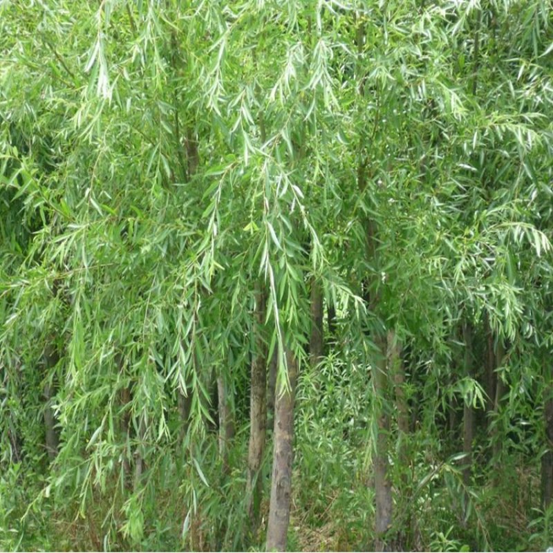 柳树种条高度80-120公分包邮1.元一颗