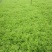 芦篙泥篙黎篙