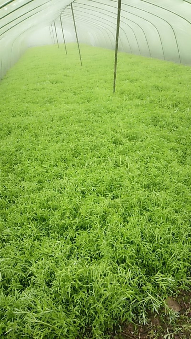 芦篙泥篙黎篙