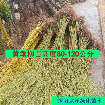 柳树金丝垂柳小苗高度80－120公分包邮1.5元一颗