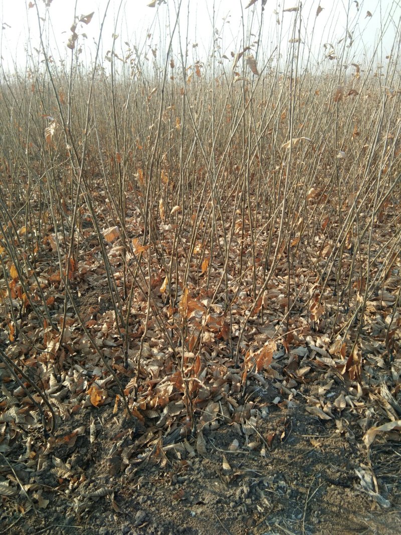 大红袍板栗嫁接苗二年苗包纯度包品种现挖现发，