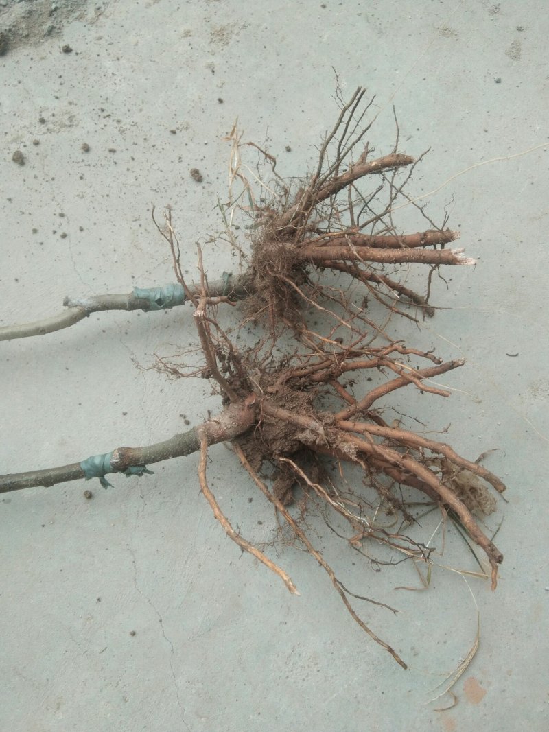 大红袍板栗嫁接苗二年苗包纯度包品种现挖现发，