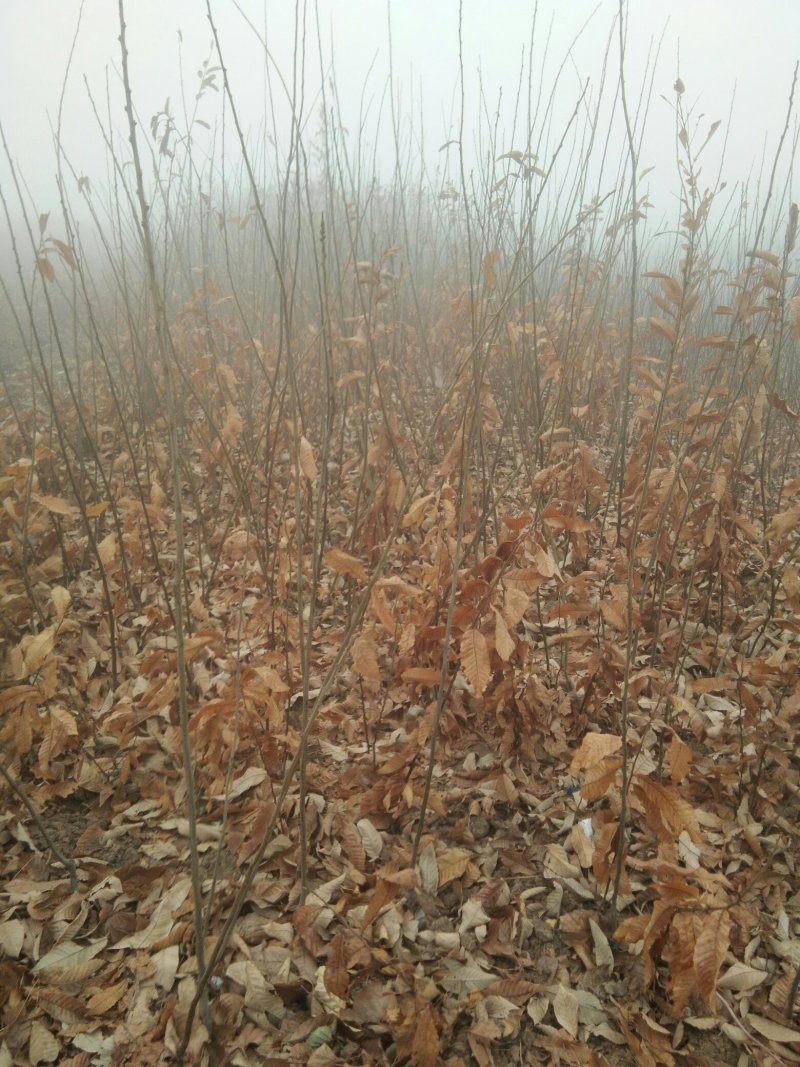 大红袍板栗嫁接苗二年苗包纯度包品种现挖现发，
