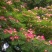 合欢可视频看货选货一亩田线上交易下单购买