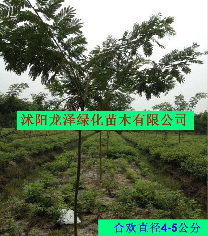 合欢树可视频看货选货一亩田线上交易下单购买包邮发货
