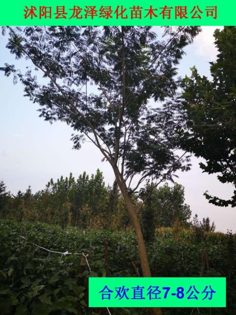 合欢树可视频看货选货一亩田线上交易下单购买包邮发货