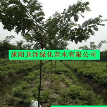 合欢树小苗可视频看货选货一亩田线上交易下单购买