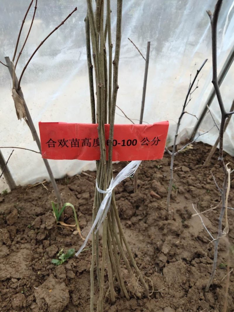 合欢树小苗可视频看货选货一亩田线上交易下单购买