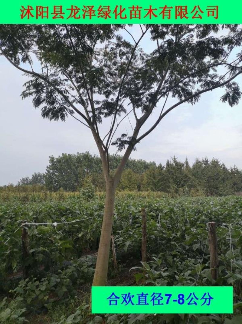 合欢树小苗可视频看货选货一亩田线上交易下单购买