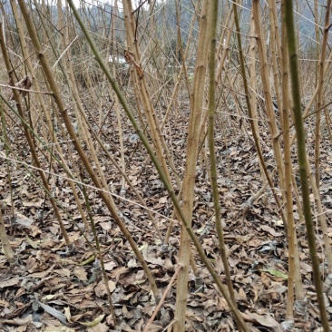 有好货青脆李苗基地直销全国发货保证品种