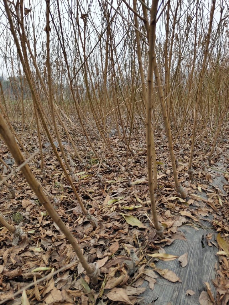 有好货青脆李苗基地直销全国发货保证品种