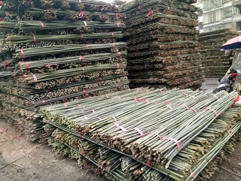 精品竹子，竹竿，菜架竹，豆角架，西红柿架，冬瓜架批发供应