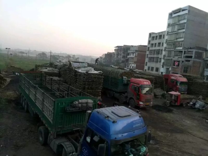 精品竹子，竹竿，菜架竹，豆角架，西红柿架，冬瓜架批发供应