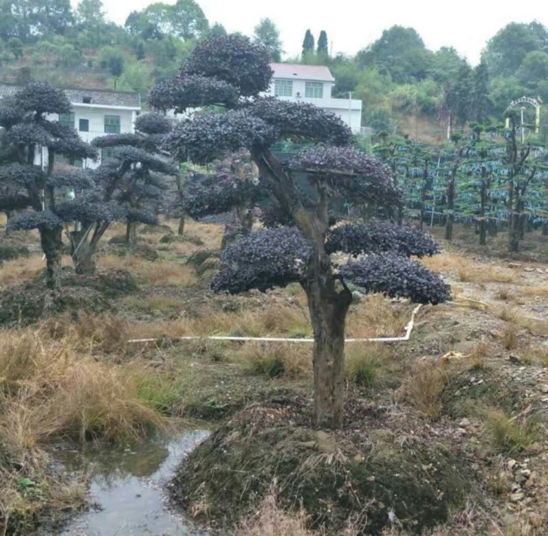 红花继木桩单杆丛生12一50公分基地价任选