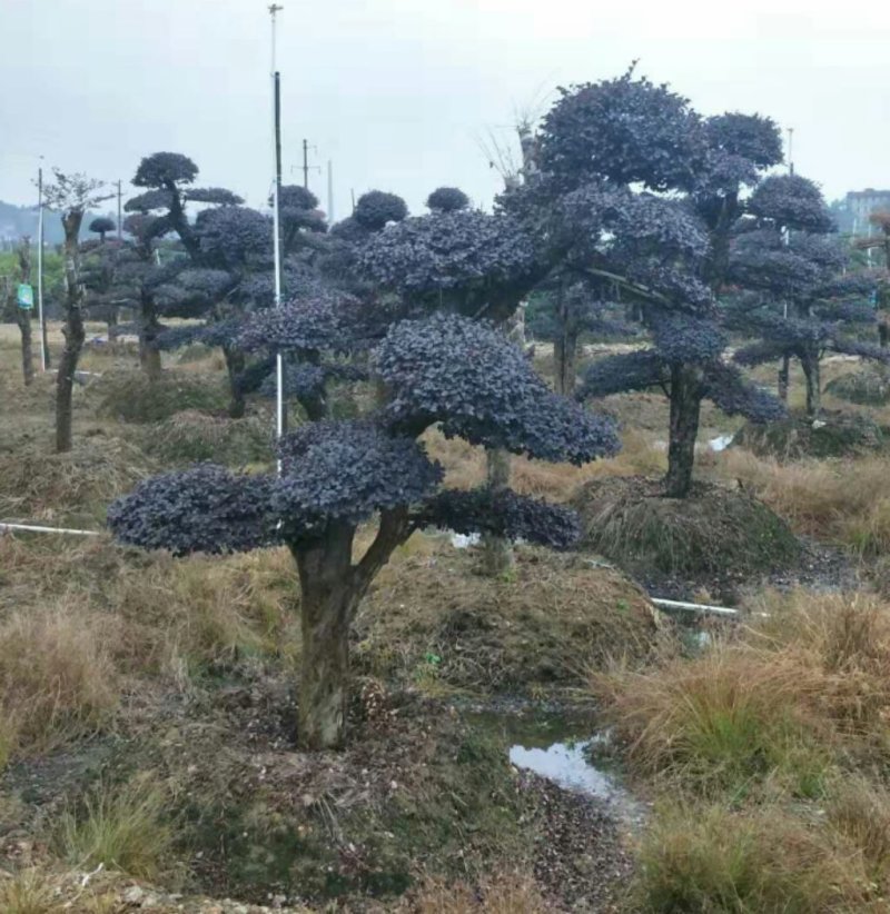 红花继木桩单杆丛生12一50公分基地价任选