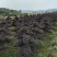 红花继木桩单杆丛生12一50公分基地价任选