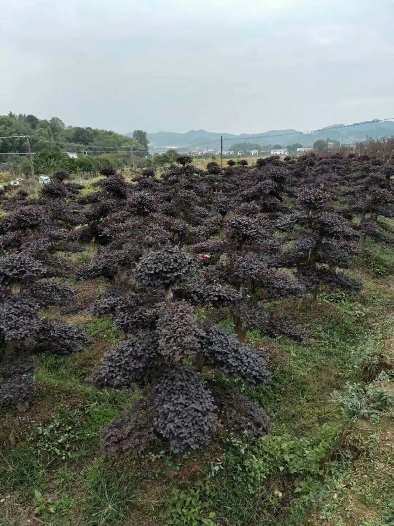 红花继木桩单杆丛生12一50公分基地价任选