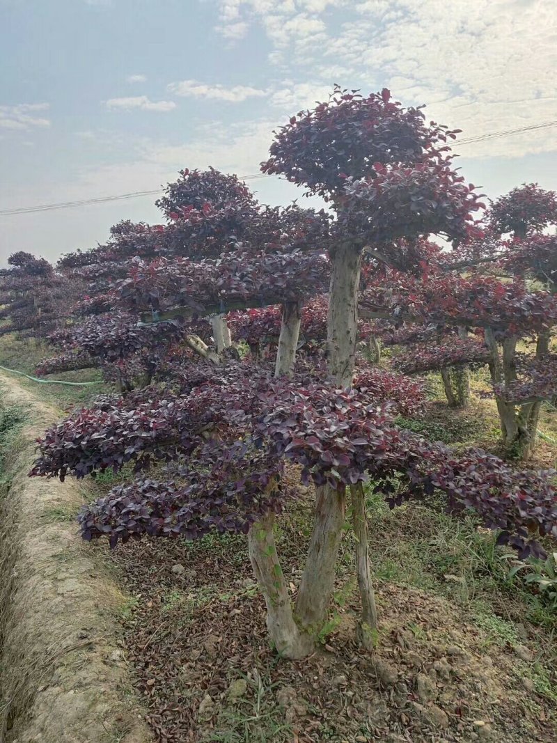 红花继木桩单杆丛生12一50公分基地价任选