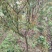 脆红李当年挂果苗基地直销