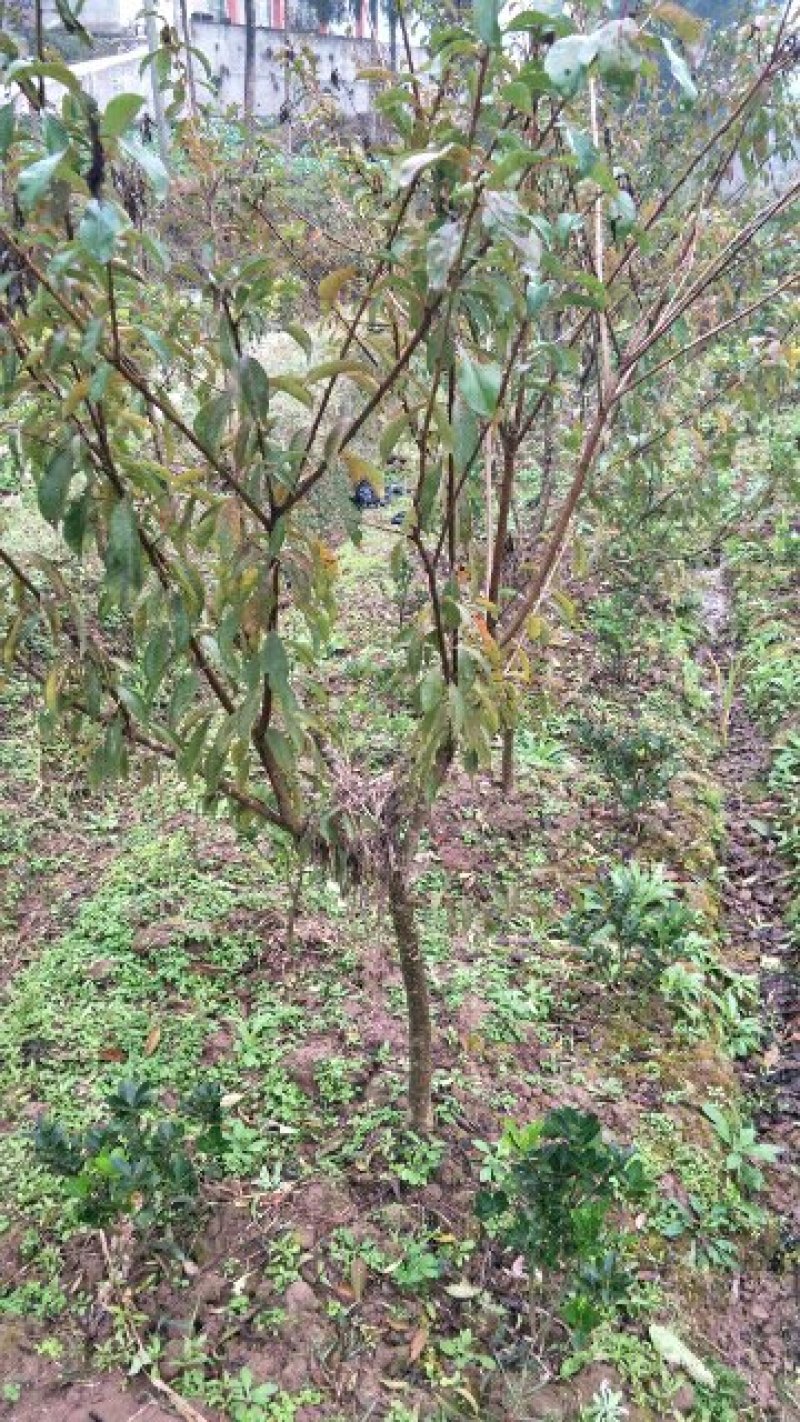 脆红李当年挂果苗基地直销