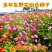 野花组合种子多年生四季开花波斯菊格桑花百日草阳台