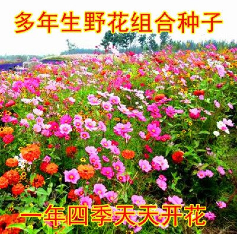 野花组合种子多年生四季开花波斯菊格桑花百日草阳台