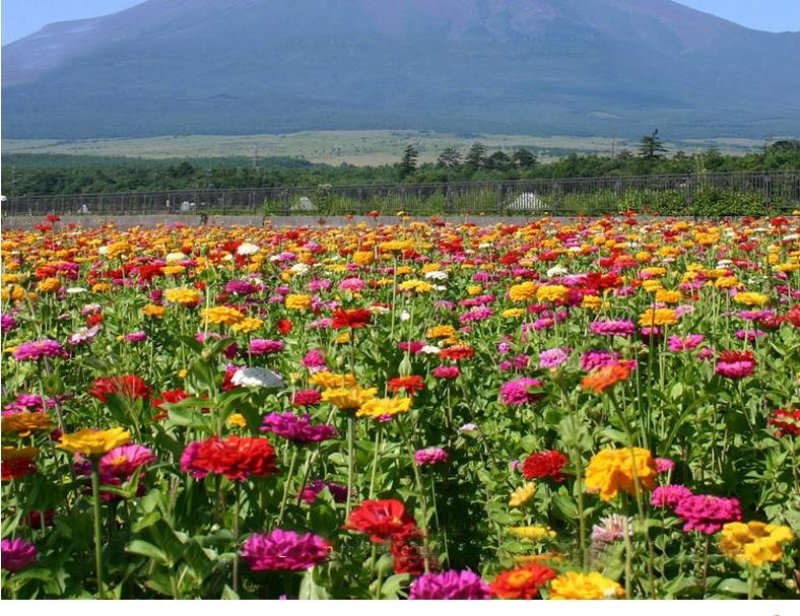 野花组合种子多年生四季开花波斯菊格桑花百日草阳台
