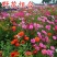 野花组合种子多年生四季开花波斯菊格桑花百日草阳台