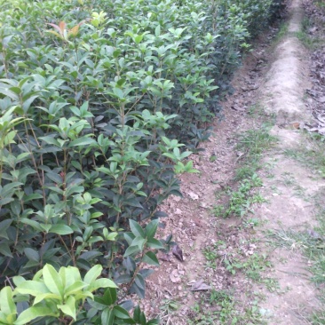 桂花树，丛生桂花树，单杆桂花树，河南省潢川县宏昌桂花直销