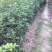 桂花树，丛生桂花树，单杆桂花树，河南省潢川县宏昌桂花直销