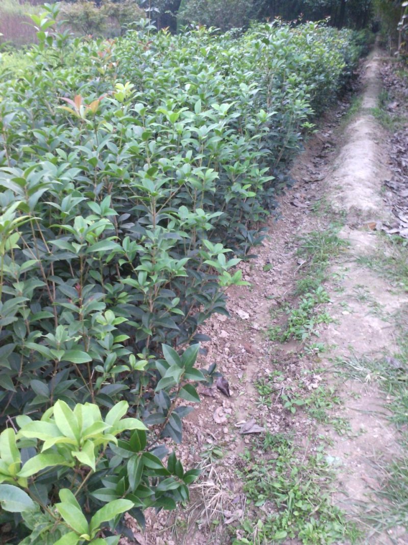 桂花树，丛生桂花树，单杆桂花树，河南省潢川县宏昌桂花直销